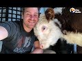 Guy Quits His Job To Rescue Animals | Dodo Heroes