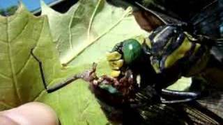 Dragonfly eating dragonfly