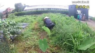2019073101草刈後の畑と里芋救出#069