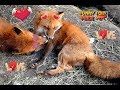 Red Fox Love is...