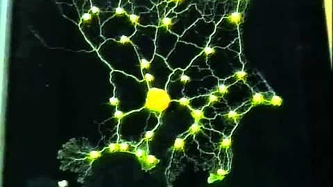 Tokyo rail network designed by Physarum plasmodium