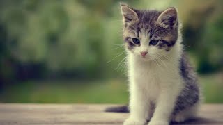 Cute Kitten Funny Videos and Eating Sleeping Videos Cats Eating Sleeping Funny Videos Cats Comrade