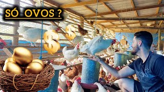 Além dos ovos ? O que mais vendemos 💲💲💲 by Granja Inova Ovos Caipiras 76,406 views 2 months ago 11 minutes, 9 seconds