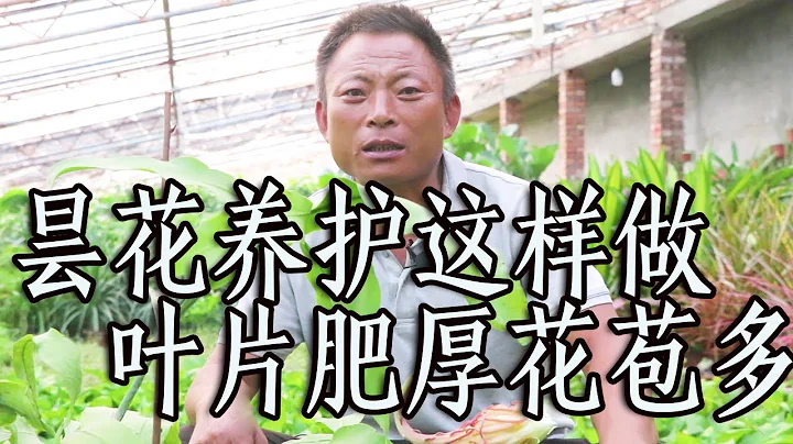 養護曇花掌握3個“關鍵”，之後葉片肥厚花苞多，想不開花都很難！【農村養花匠】 - 天天要聞