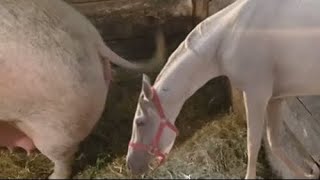 Horse and Pig But: How are horses and pigs interbred? Animals