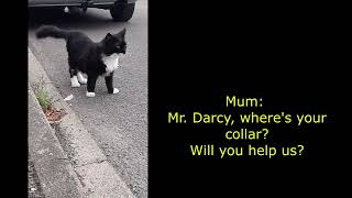 Mr. Darcy's Diary Highlights - Lost collar AGAIN! by Cat Diary - just sharing days of being a cat 61 views 2 months ago 2 minutes, 13 seconds