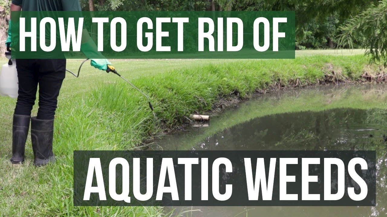 How To Get Rid Of Weeds In Ponds And Lakes Aquatic Weed Control Tips