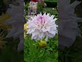 Крупноцветковые георгины 2021. Маленькая экскурсия по моему саду. Начало цветения в конце лета.