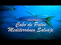 BUCEO EN CABO DE PALOS 🐳 4K *Mediterráneo Salvaje*