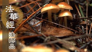 【靜思妙蓮華】法華經法師品 - 供養諸佛 弘通法華 - 20220720 第1201集