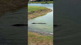 Sarasota gators baby #golf