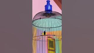 Sogon Isian Platuk Sampit #sogon #kicaumania #masteranburung #muraibatu #platuk #platuksampit