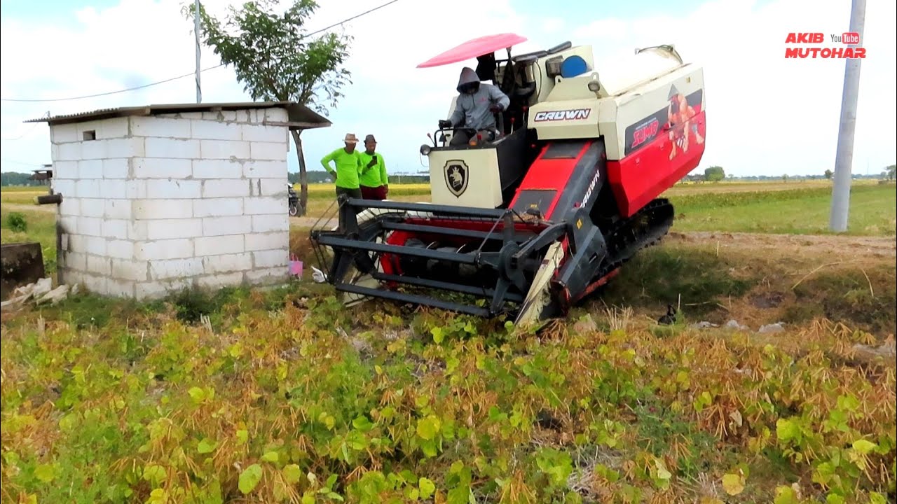KOMBI CROWN SUMO MEMANEN KACANG IJO HASILNYA MANTAP