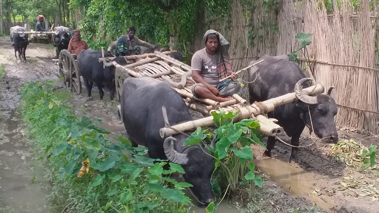 3 Buffalo Cart Ride to Village Ugly Deep Mud Road