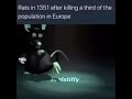 Rats in 1351 after killing a third of the population in Europe