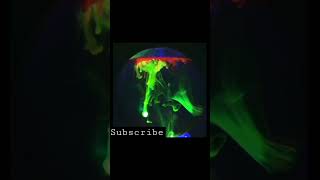 Full video link in the description & pinned comment | The Glowing lamp | The Fluorosphere | Rainbow