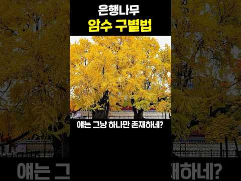 <strong>은행나무</strong> 암수 구별법