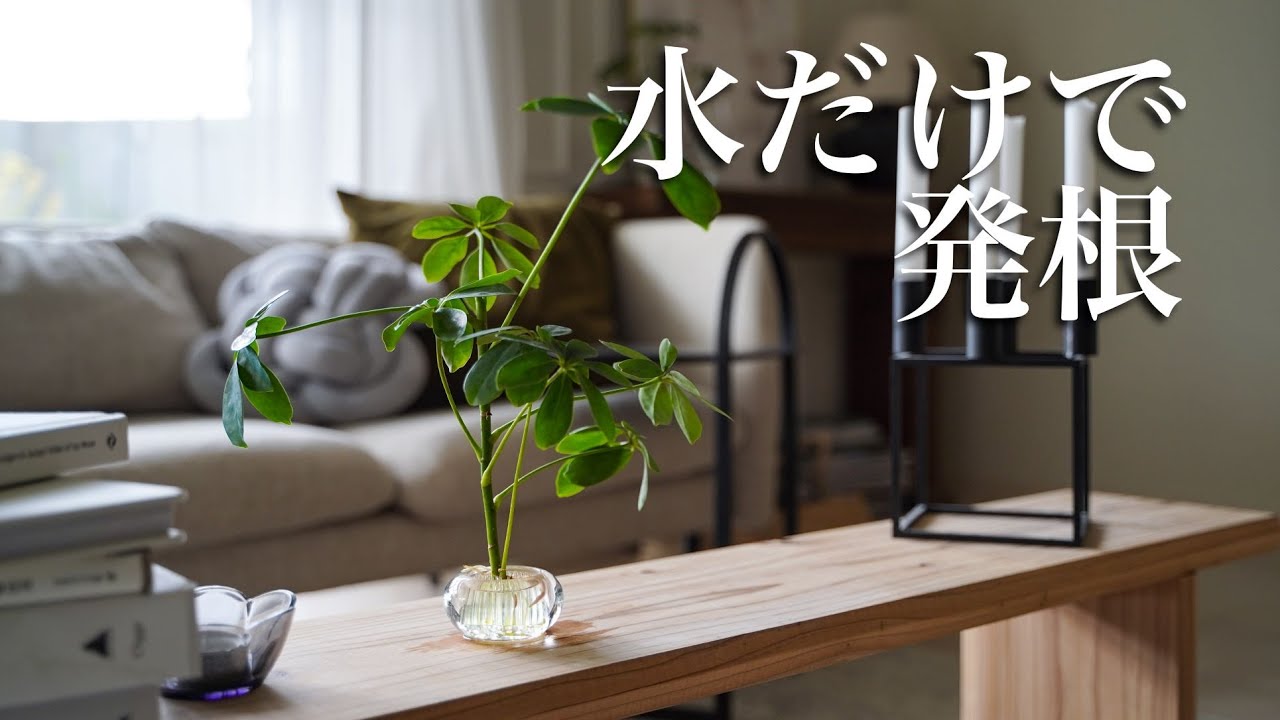Introducing plants that rooted using only water, and my favorite