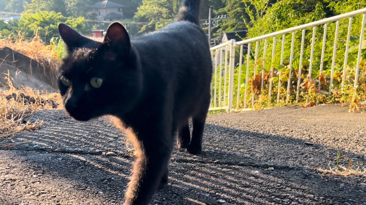 くろねこちゃん 坂道で追いかけてくる黒ねこちゃん No.987 2025年 7月