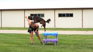 Frisbee Tricks | Teach a BACKSTALL with the KLIMB Dog Training Platform