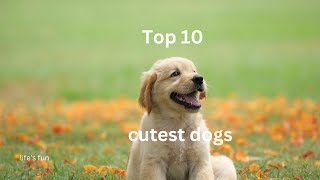 Top 10 Cutest Dog Breeds: A Cuddly Countdown!