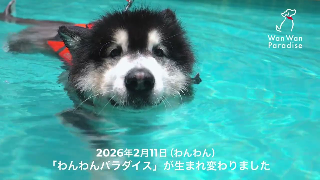 溶けないで…😢 雪だるまを必死に守る柴犬ちゃんの姿にキュン