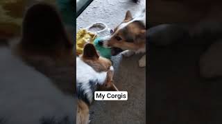 My Corgis