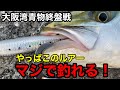 【大阪湾で青物釣るなら】この激安ルアーがオススメ！