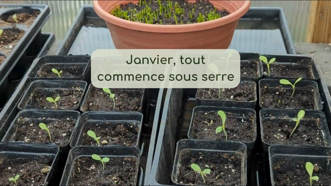 Janvier, tout commence sous serre