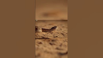 Rắn Đuôi Chuông và Môi trường sống #kakakibi tv