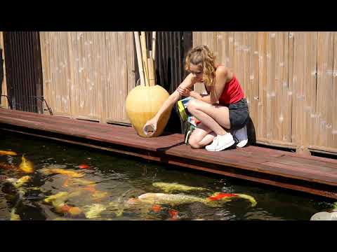 Die richtige Koi- und Teichfischernährung im Sommer - JBL ProPond Summer