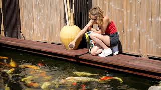 Die Richtige Koi- Und Teichfischernährung Im Sommer - Jbl Propond Summer