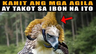 Kahit ang Malakas na AGILA ay iniiwasan ang IBON na ito | Eagles Are Afraid of This Deadly Bird