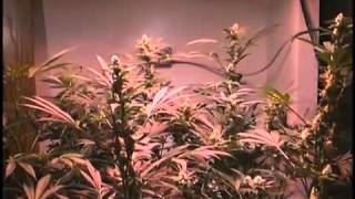 tga genetics qleaner week 2   YouTube