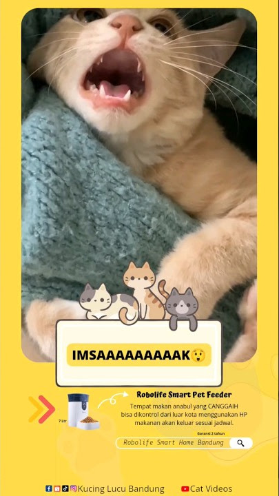 Pengumuman imsak🤣 #imsak #ramadhan2023 #puasa #kucingoren #kucinglucu #kucinglucubandung #petfeeder