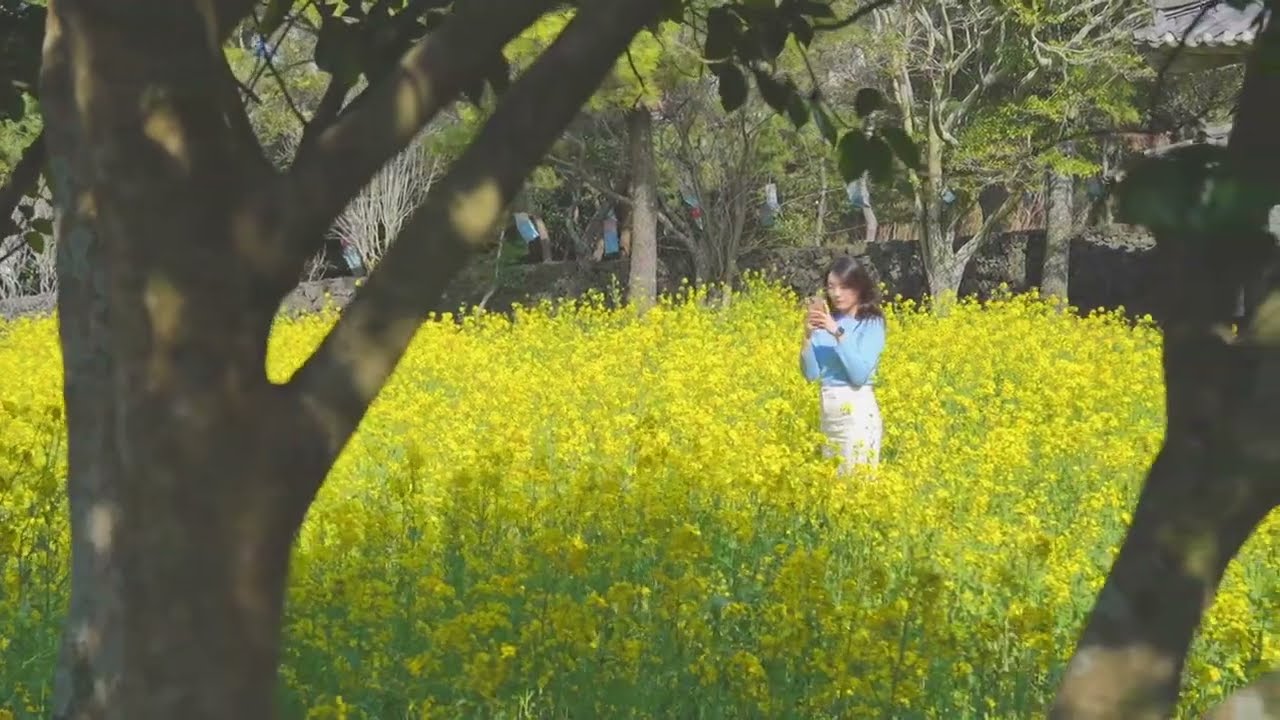 두근세근 설레는 아름다운 제주 유채꽃 명소🌼💛 | 제주민속촌 |유채꽃축제 | 제주도유채꽃 |  제주봄여행추천 |  제주관광지 | #shorts
