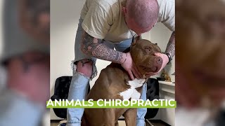 ASMR | Satisfying Compilation of Animal Chiropractic | Therapy