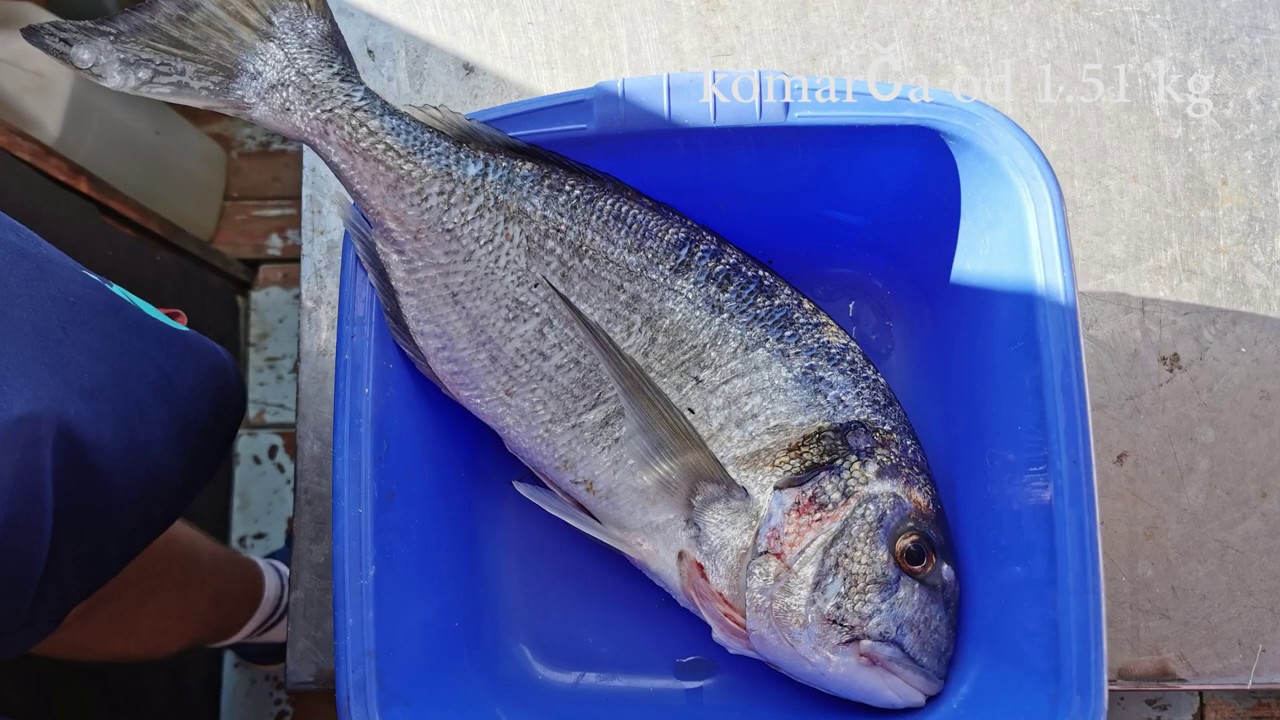 RIBOLOVIZAM V. dio - Parangalići deseti misec split, 2019.