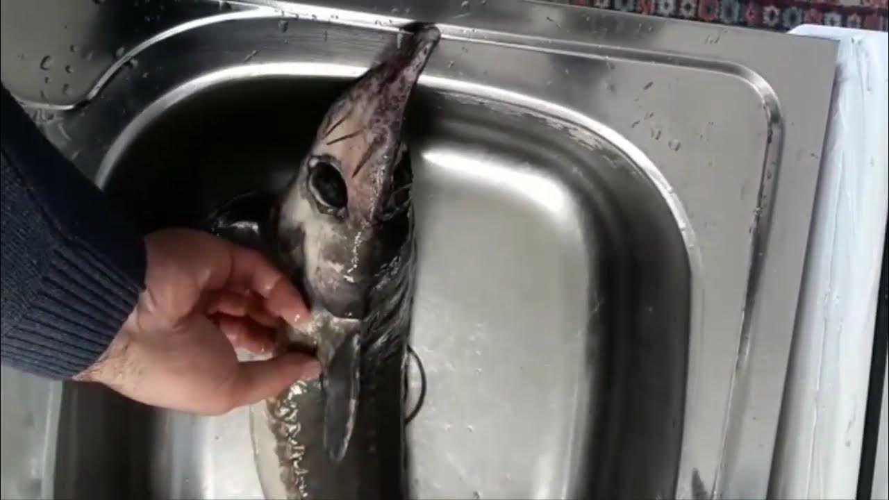 Как чистят стерлядь видео. Разделанная стерлядка. Как чистят стерлядь видео. Как чистят стерлядь видео. Стерлядь чешуя.