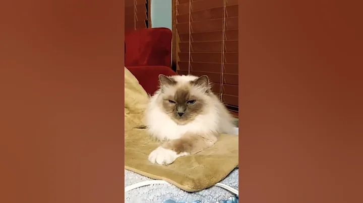 Video 11047951: cuty kitty cat, kitty cat fluffy, cat kitty cute, birman kitty, pretty kitty, kitty girl