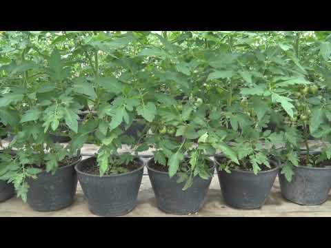 Video: Briga za Coleus u kontejnerima - Naučite kako uzgajati Coleus u saksijama