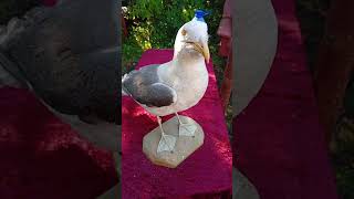#seagull