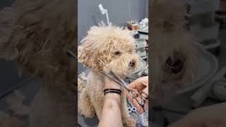 MINI CURLY CAVAPOO AMAZING GROOMING #dog #cutedog #puppy #shortsvideo #pets #care