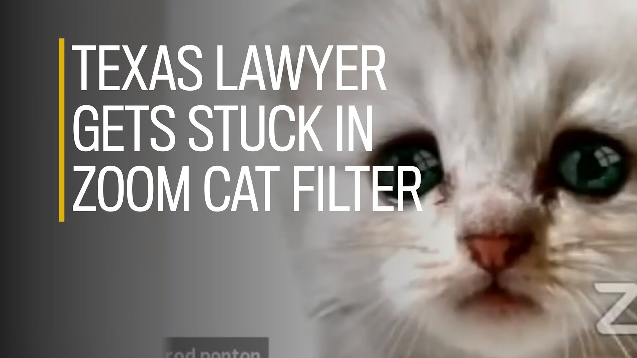 Lawyer Gets Stuck In Cat Filter Mode During Zoom Trial: 'I'm Not A Cat!' -  Q Rock