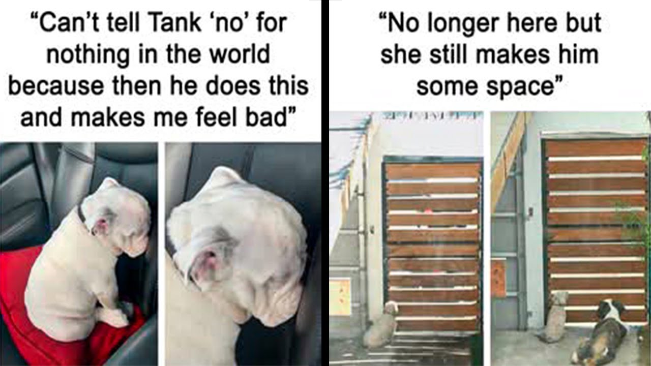 Adorably Funny Dog Memes That Could Melt Your Heart — Even If You Love Cats More