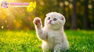 Cute Baby Cats 4K – Soft Bedtime Piano to Wind Down & Sleep Tonight screenshot 5