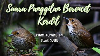 pygmy cupwing call - panggilan berencet kerdil di alam suara jernih