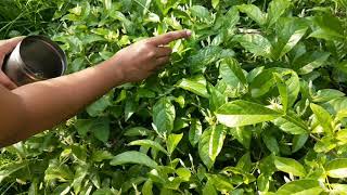 Traditional Method To String Jasmine Flower Garland