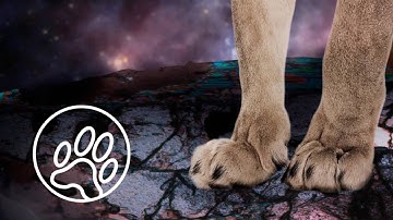 JENOPTIK GRYPHAX® Microscope Camera – Stability