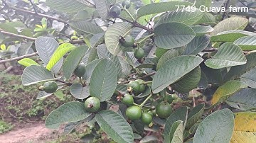 Làm thế nào để trái ổi to và đẹp? trả lời bình luận của khán giả về điều khán giả quan tâm